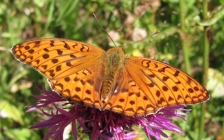 Papillons - Grand nacré - Speyeria aglaja
