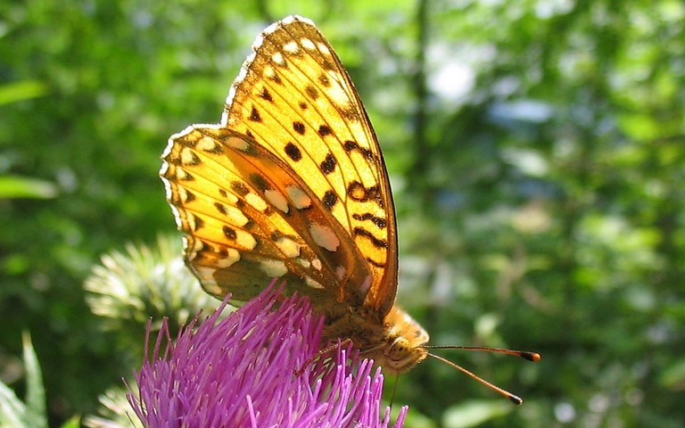 Papillons - Grand nacré - Speyeria aglaja