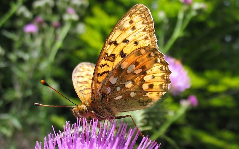Papillons - Grand nacré - Speyeria aglaja