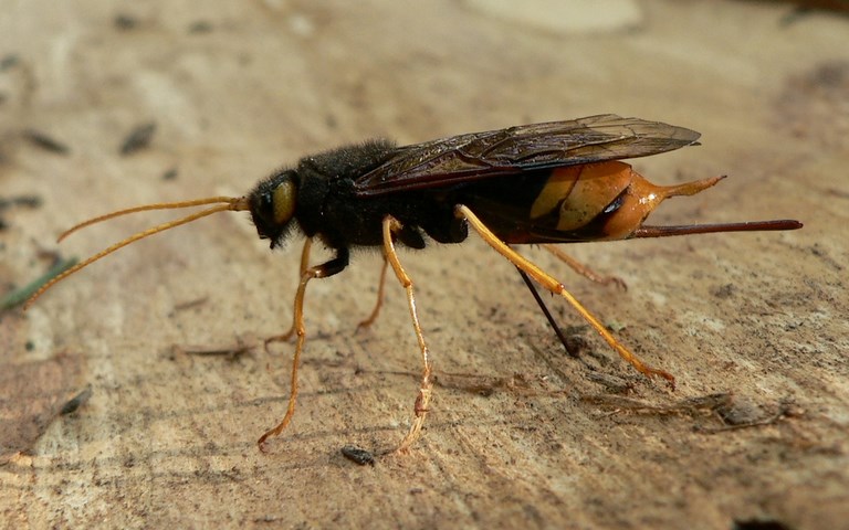 01 juillet 2008 Hyménoptères - Siricidés - Grand sirex ou Guêpe du bois