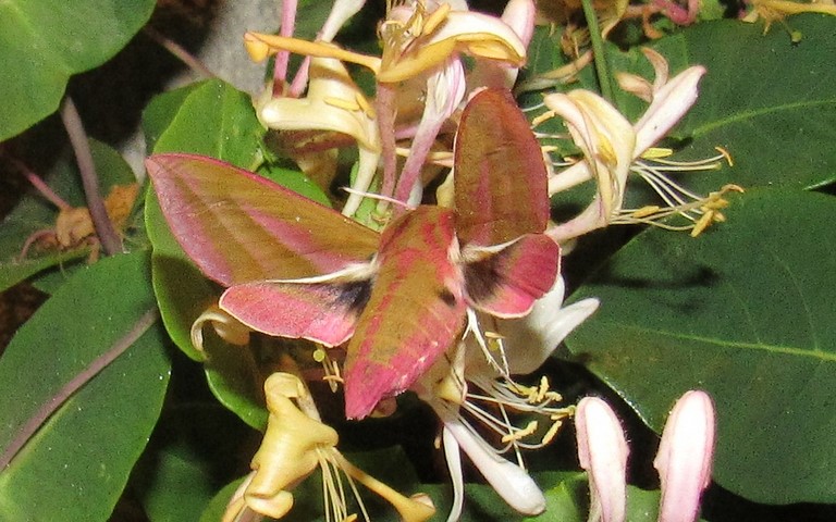 Papillons - Le Grand sphinx de la vigne - Deilephila elpenor
