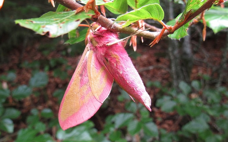 Papillons - Le Grand sphinx de la vigne - Deilephila elpenor