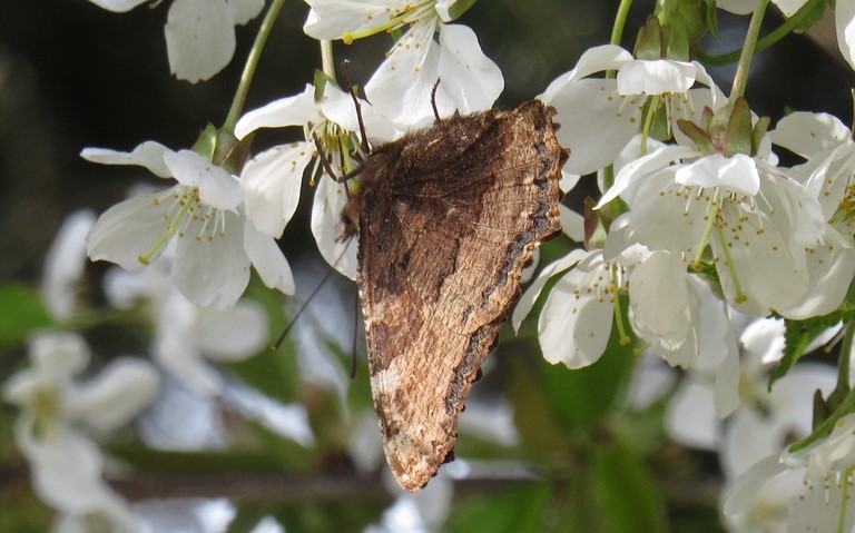 Papillons - Grande tortue - Nymphalis polychloros