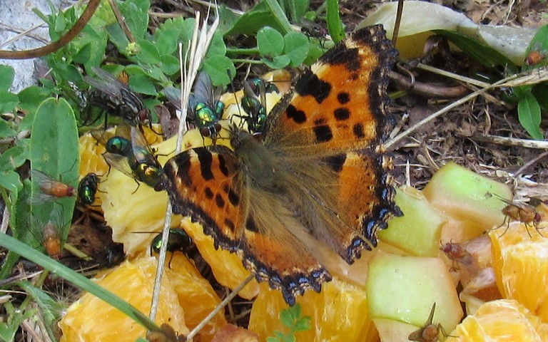 Papillons - Grande tortue - Nymphalis polychloros