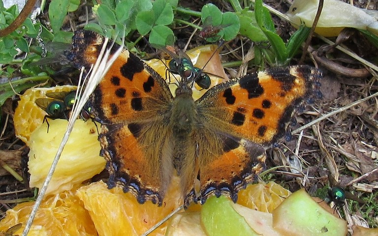 Papillons - Grande tortue - Nymphalis polychloros