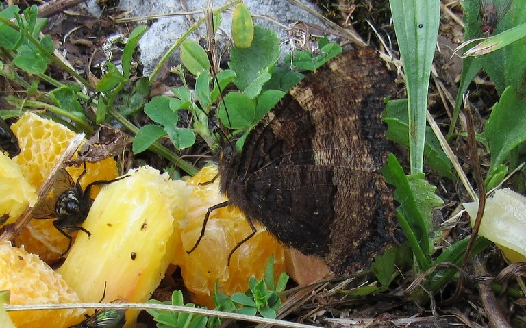 Papillons - Grande tortue - Nymphalis polychloros