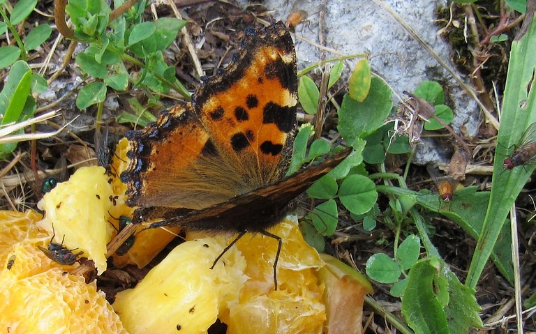 Papillons - Grande tortue - Nymphalis polychloros