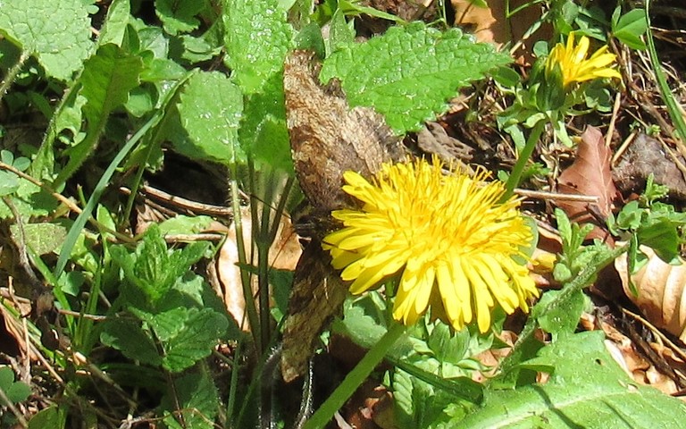 Papillons - Grande tortue - Nymphalis polychloros