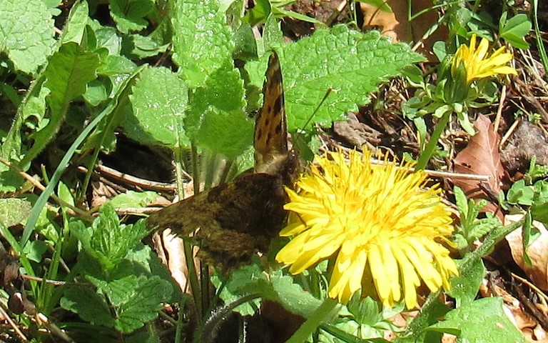 Papillons - Grande tortue - Nymphalis polychloros