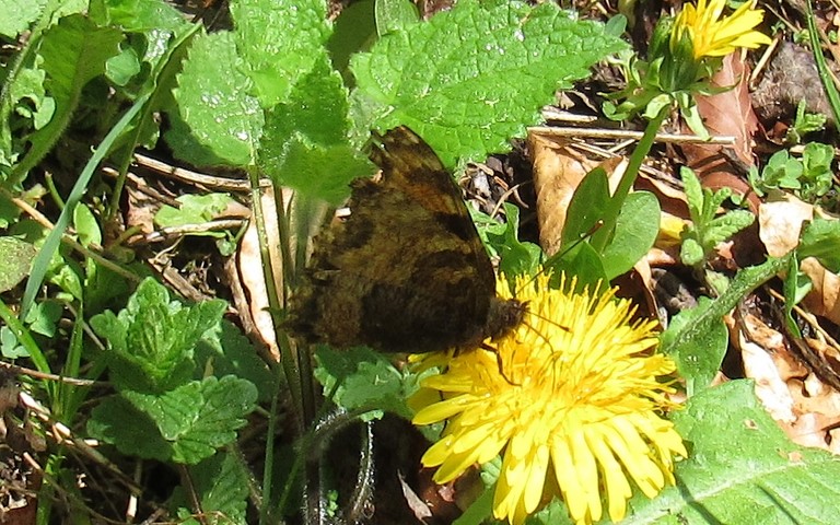 Papillons - Grande tortue - Nymphalis polychloros