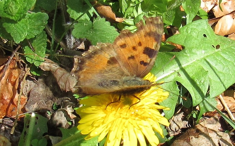 Papillons - Grande tortue - Nymphalis polychloros