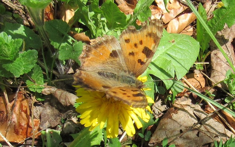 Papillons - Grande tortue - Nymphalis polychloros