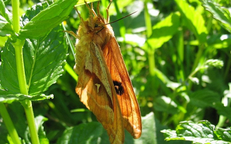 Papillons - Hachette - Aglia tau - Femelle