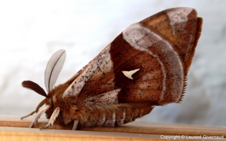 Papillons - Hachette - Aglia tau - Male