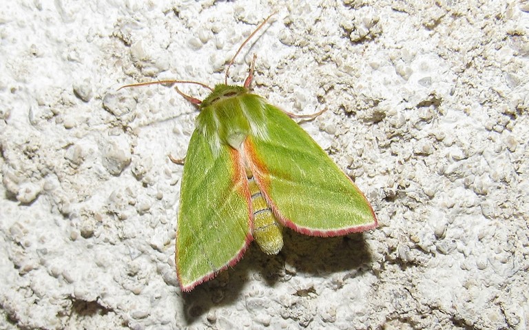 05 juin 2021 Papillons - La halias du hêtre - Pseudoips prasinana
