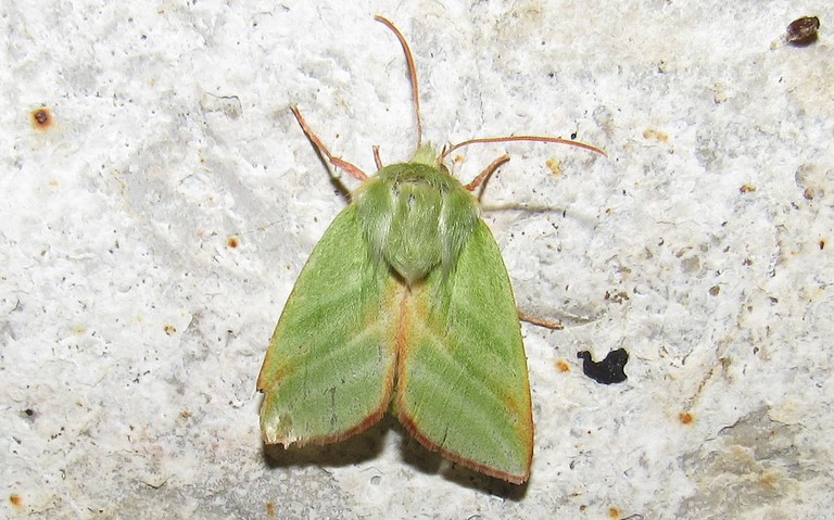 11 juin 2020 Papillons - La halias du hêtre - Pseudoips prasinana