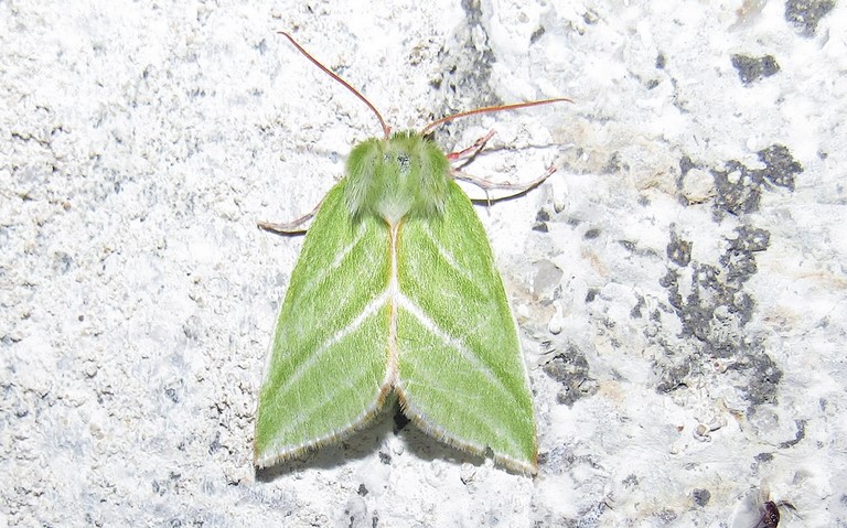 15 juin 2021 Papillons - Halias du hêtre - Pseudoips prasinana