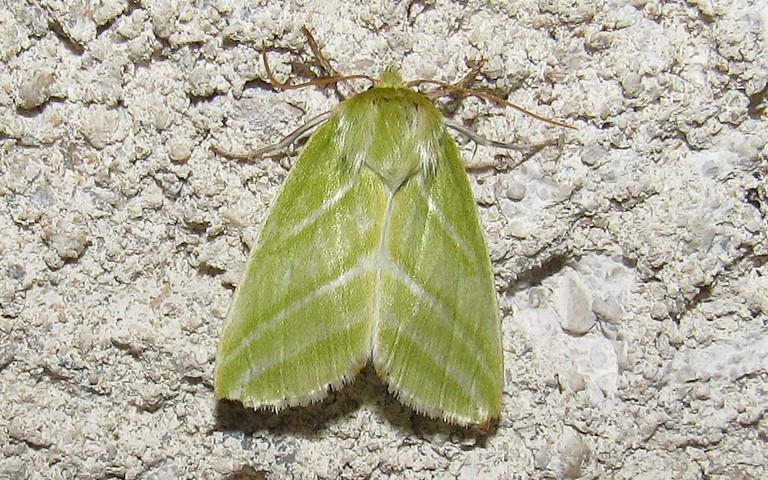 19 mai 2022 Papillons - Halias du hêtre - Pseudoips prasinana - Femelle