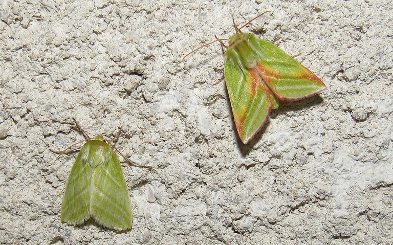 Mâle et femelle - 19 mai 2022 Papillons - La halias du hêtre - Pseudoips prasinana