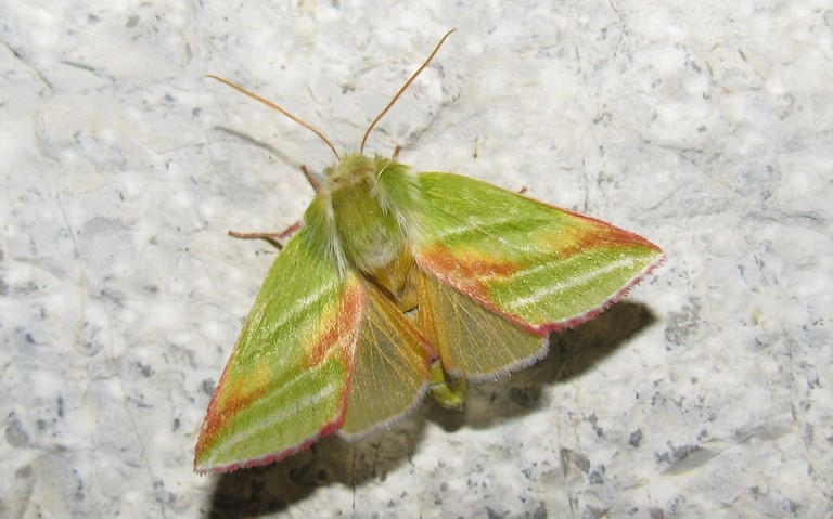 Papillons - La halias du hêtre - Pseudoips prasinana