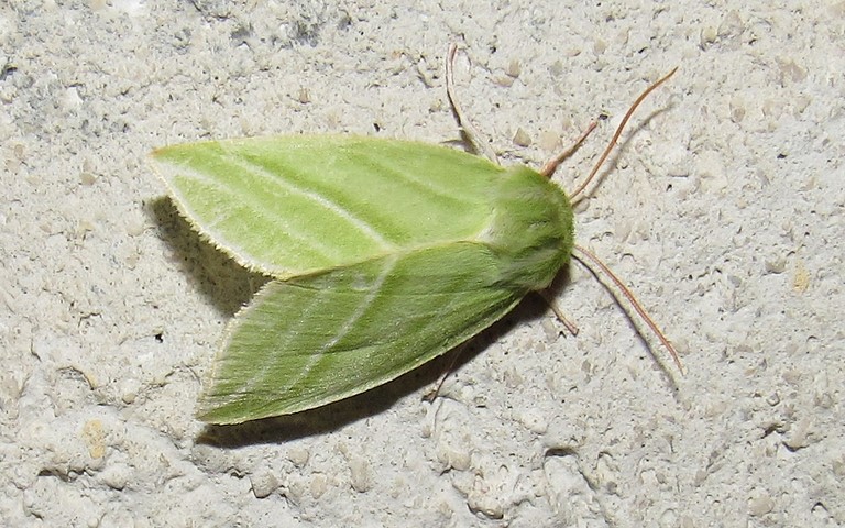 25 juin 2019 Papillons - La halias du hêtre - Pseudoips prasinana