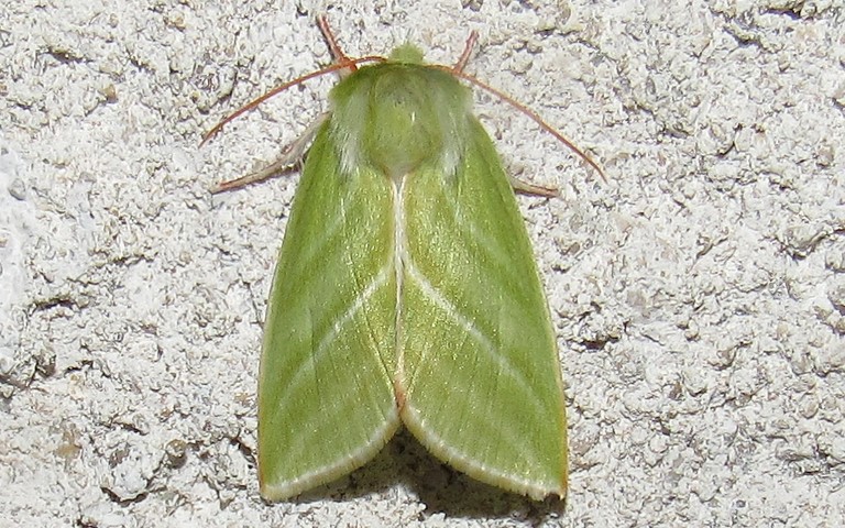 28 juin 2019 Papillons - La halias du hêtre - Pseudoips prasinana