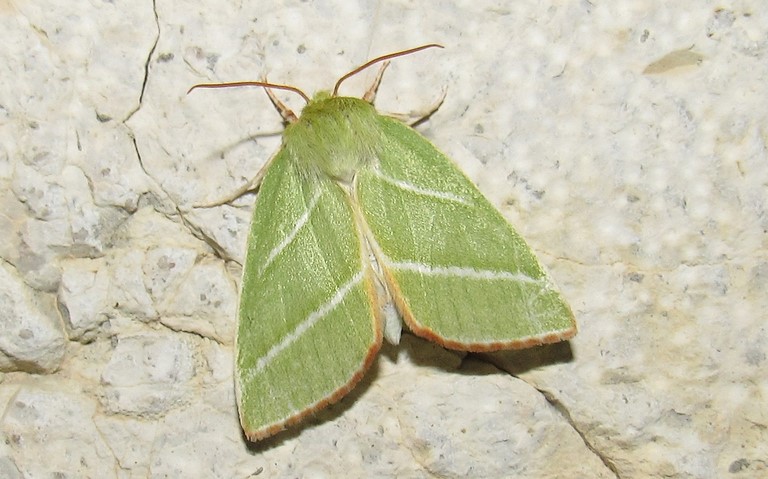 19 août 2023 Papillons - La halias du hêtre - Pseudoips prasinana