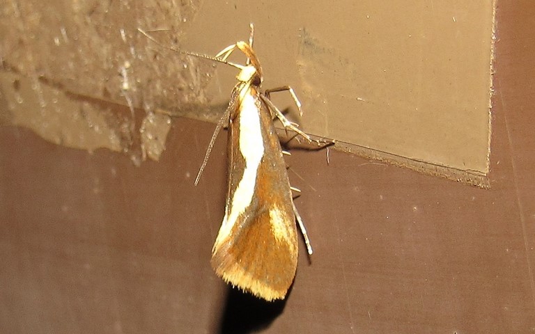 Papillons - Harpella forficella