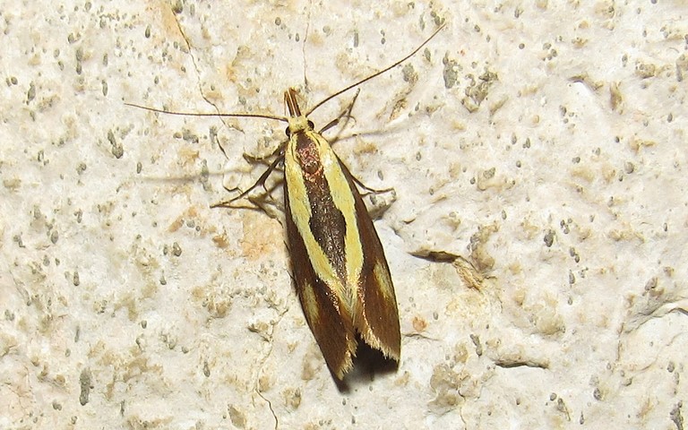 Papillons - Harpella forficella