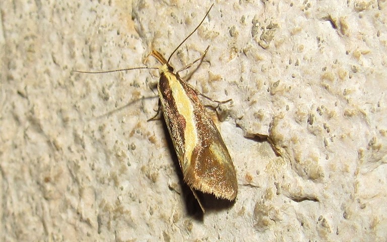 Papillons - Harpella forficella