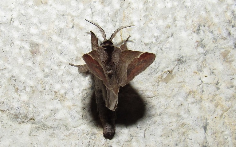 Papillons - La hausse-queue blanche - Clostera curtula - mâle