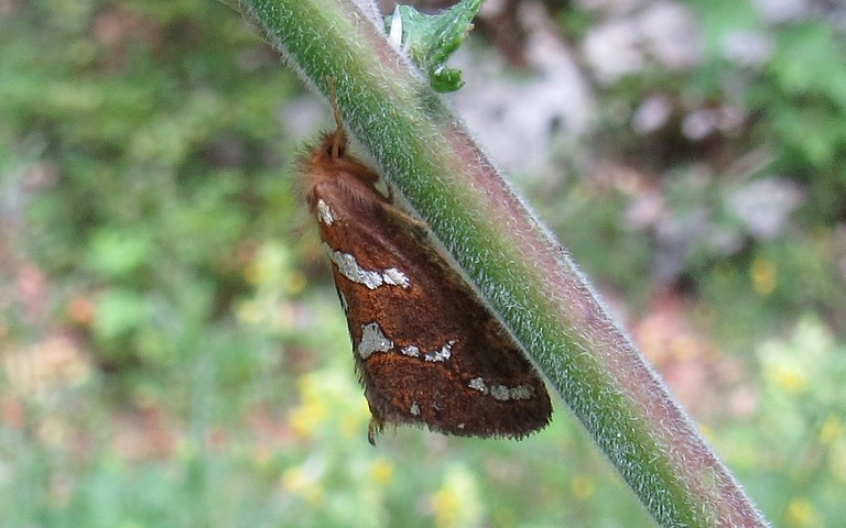 Papillons - L'hépatique - Phymatopus hecta