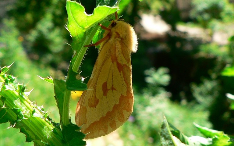 Papillons - Hépiale du houblon - Hepialus humuli - Femelle