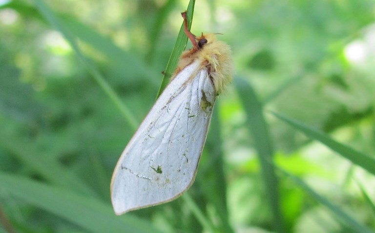 Papillons - Hépiale du houblon - Hepialus humuli - Mâle