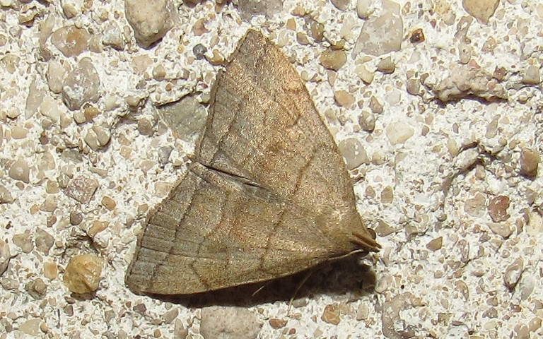 Papillons - Herminie de la ronce - Herminia tarsicrinalis