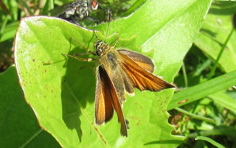 Papillons - Hespérie de la houque - Thymelicus sylvestris