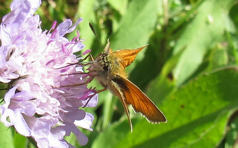 23 août 2021 Papillons - Hespérie de la houque - Thymelicus sylvestris