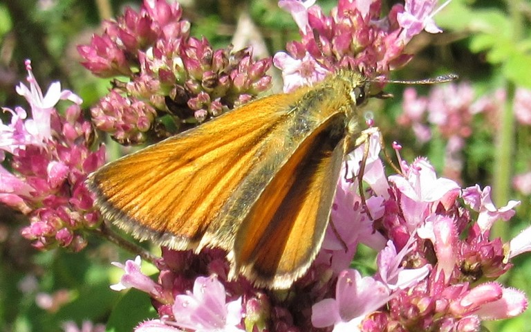 23 août 2021 Papillons - Hespérie de la houque - Thymelicus sylvestris