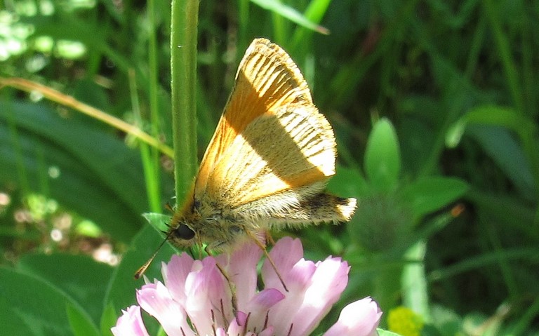 25 juin 2023 Papillons - Hespérie de la houque - Thymelicus sylvestris