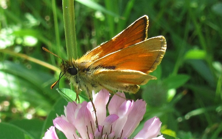 25 juin 2023 Papillons - Hespérie de la houque - Thymelicus sylvestris