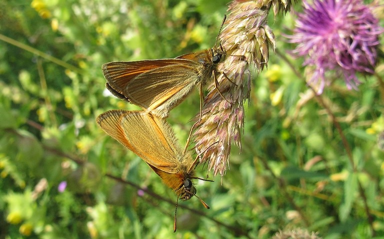 10 juillet 2023 Papillons - Hespérie de la houque - Thymelicus sylvestris