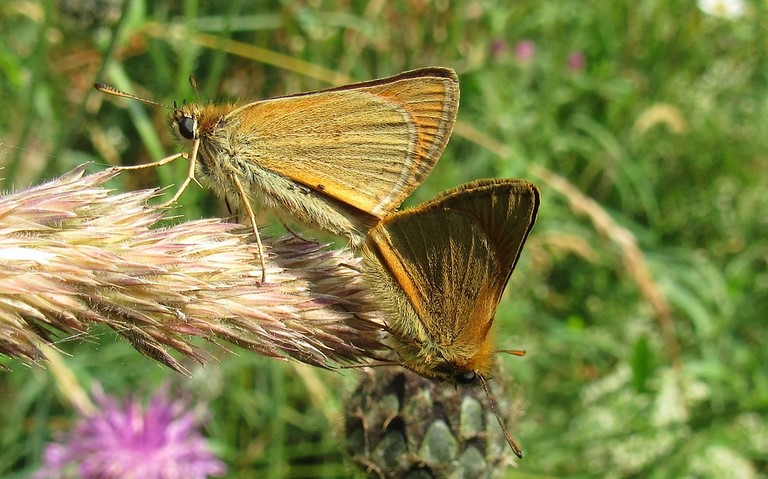 10 juillet 2023 Papillons - Hespérie de la houque - Thymelicus sylvestris