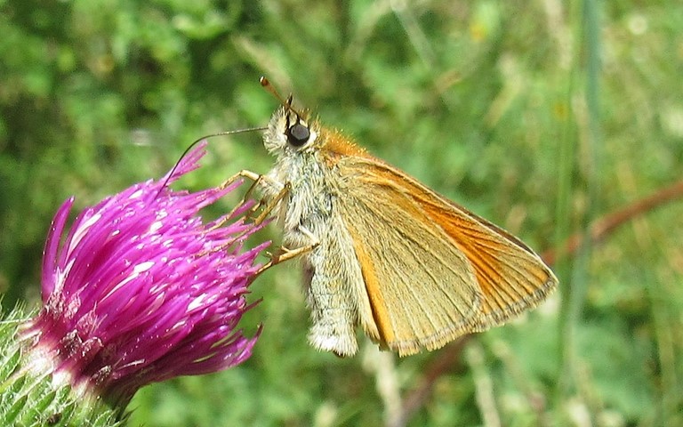 Papillons - Hespérie de la houque - Thymelicus sylvestris