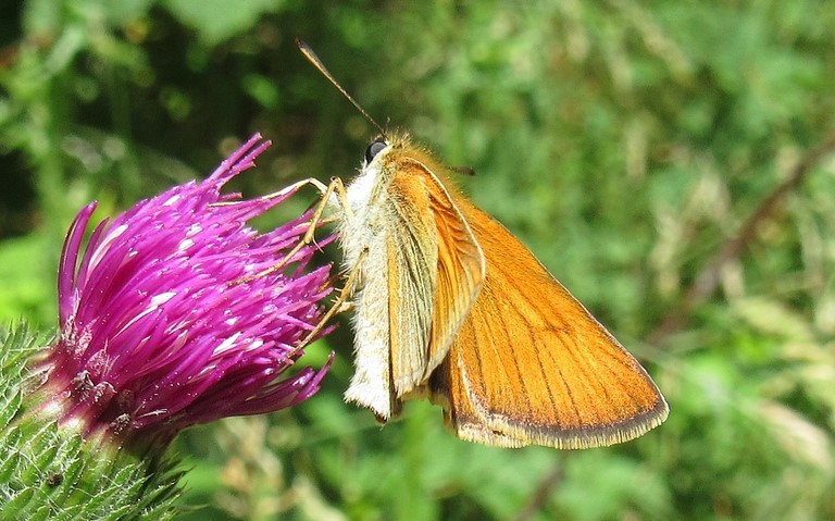 04 juillet 2023 Papillons - Hespérie de la houque - Thymelicus sylvestris
