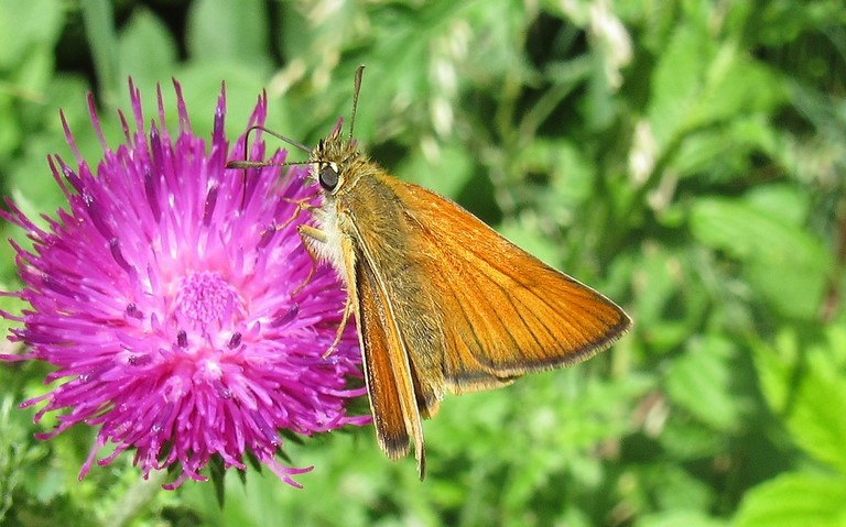 04 juillet 2023 Papillons - Hespérie de la houque - Thymelicus sylvestris