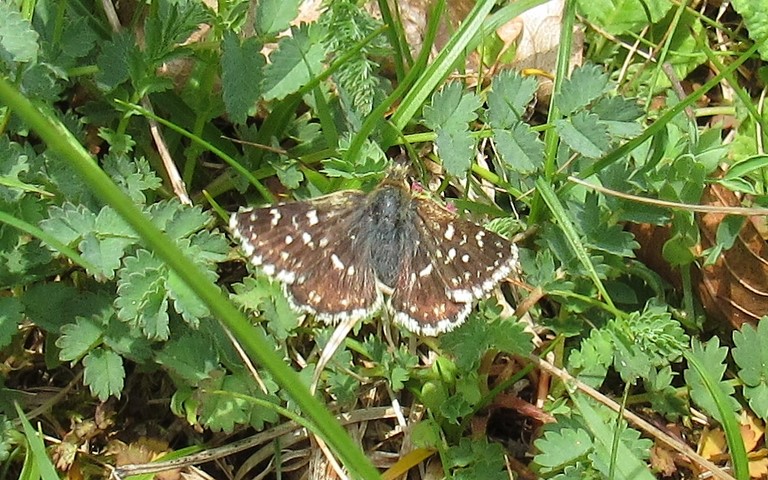 Papillons - L'hespérie de la mauve - Pyrgus malvae