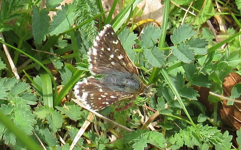 Papillons - L'hespérie de la mauve - Pyrgus malvae