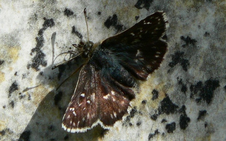Papillons - Hesperie de la mauve - Pyrgus malvae