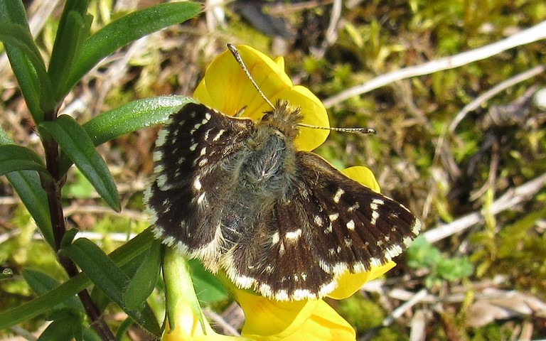 Papillons - L'hespérie de la mauve - Pyrgus malvae