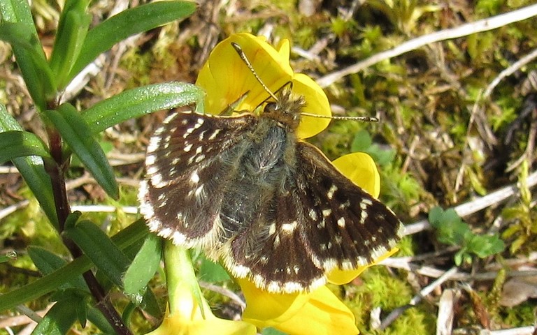 Papillons - Hespérie de la mauve - Pyrgus malvae